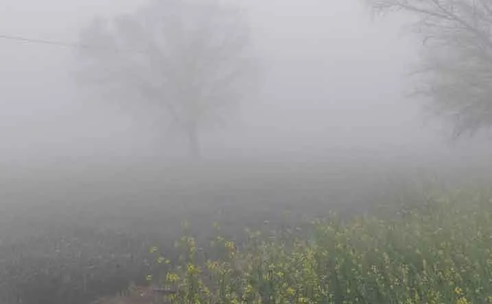 Rajasthan Weather Update: छाया घना कोहरा, अब पश्चिमी विक्षोभ की आहट, मावठ के आसार