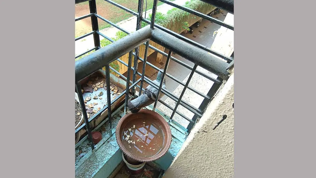 महाराष्ट्र के श्रद्धालु ने बचाई बेजुबान की जान