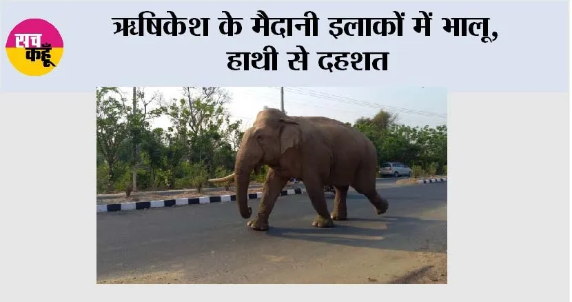 ऋषिकेश के मैदानी इलाकों में भालू, हाथी से दहशत