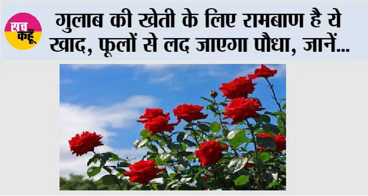 Rose Plant Care Tips: गुलाब की खेती के लिए रामबाण है ये खाद, फूलों से लद जाएगा पौधा, जानें…