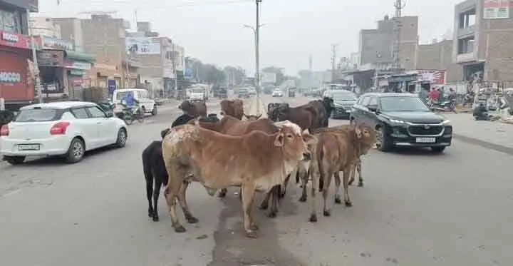 निराश्रित पशुओं की समस्या गहराई, हर चौक-चौराहे पर झुंड