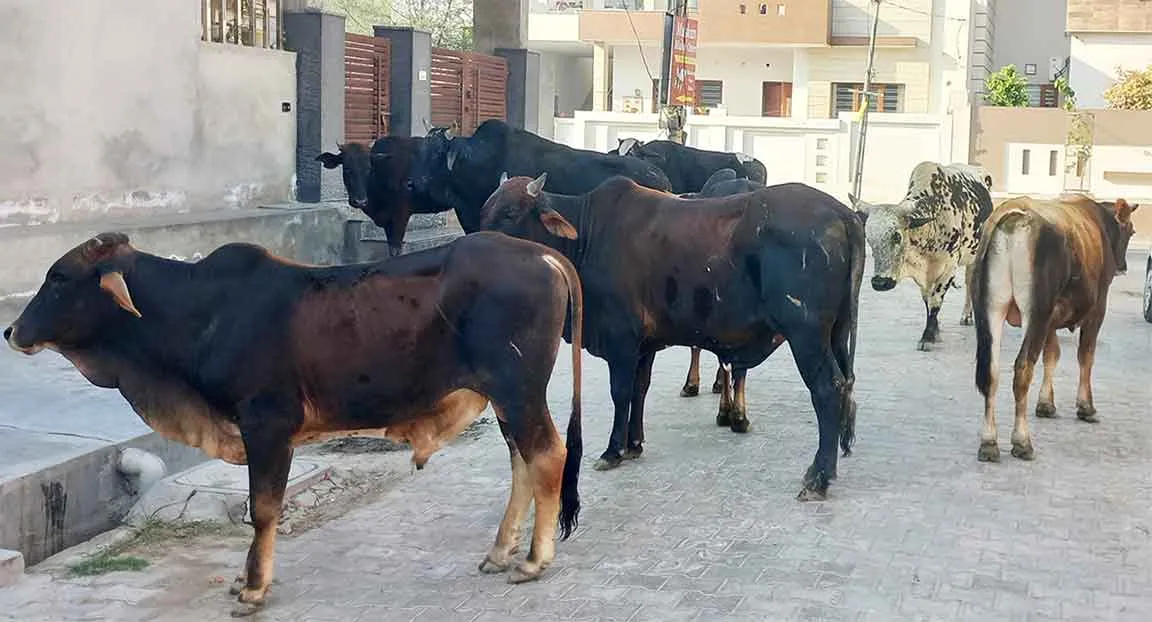 सेक्टर 6 निवासियों ने नगर परिषद से समस्या समाधान की लगाई गुहार