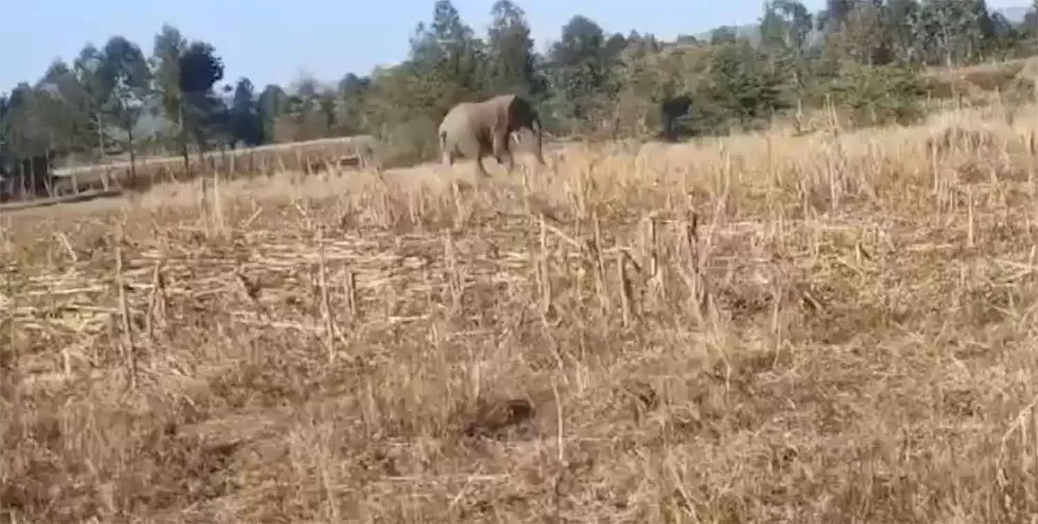 Bokaro Elephant Attack: हाथियों ने अचानक कर डाला एक ही परिवार पर हमला, तीन की मौत पर क्षेत्र में भय व शोक व्याप्त