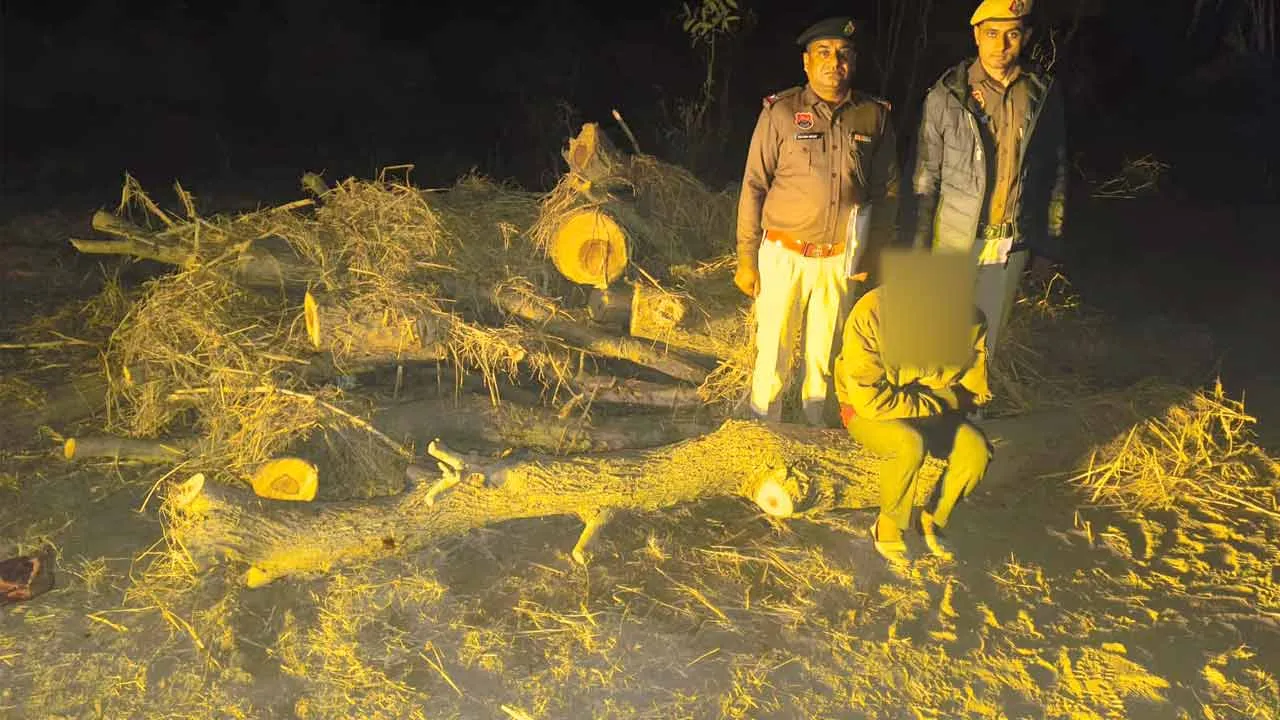 चोरीशुदा 24 पेड़ बरामद, आरोपी गिरफ्तार