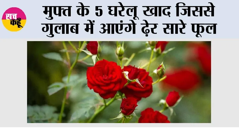 Growing Roses: मुफ्त के 5 घरेलू खाद जिससे गुलाब में आएंगे ढेर सारे फूल