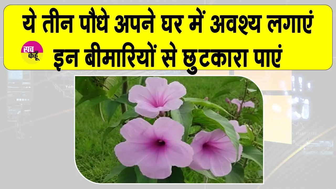 Medicinal Plants: इन 3 पौधों का हो घर में सहारा, त्वचा और पेट संबंधी रोगों से मिलेगा छुटकारा