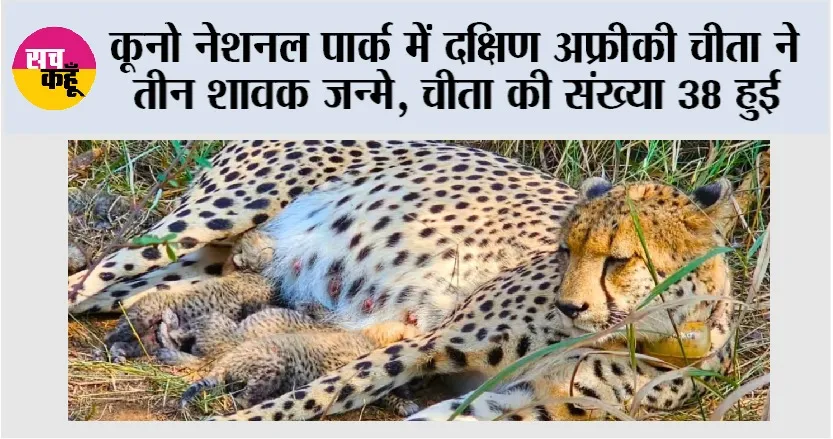 कूनो नेशनल पार्क में दक्षिण अफ्रीकी चीता ने तीन शावक जन्मे, चीता की संख्या 38 हुई