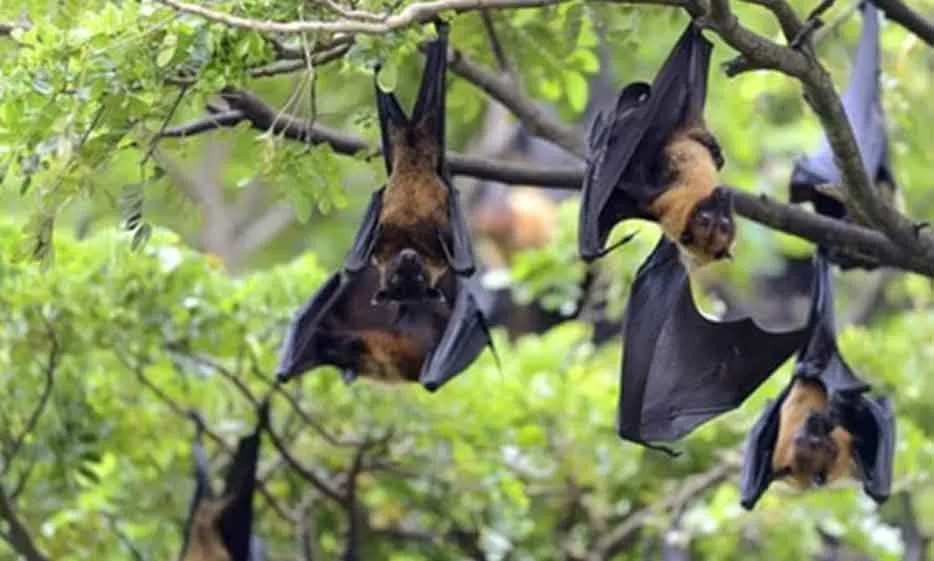 Bangladesh Nipah Virus: बांग्लादेश में निपाह वायरस! महिला की मौत से हड़कंप, एशियाई देश हुए सतर्क