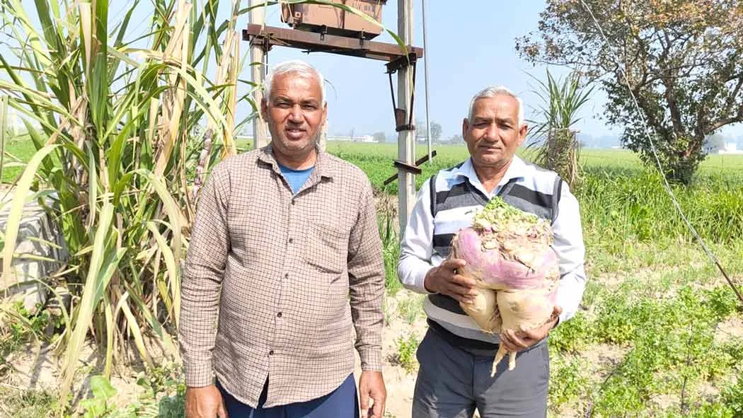 Shalgam: किचन गार्डन में ऑर्गेनिक तरीके से उगा ली 8 किलो की शलगम 