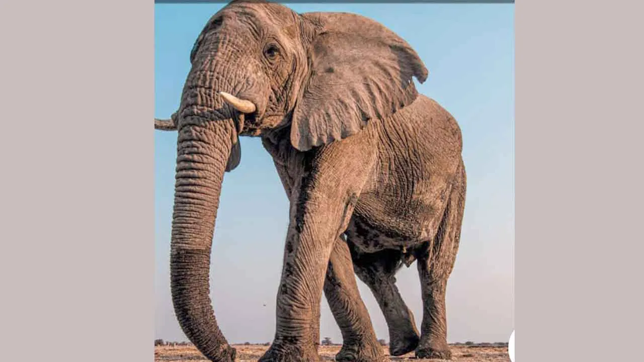 Elephant: 84 वर्षीय हथनी की बीमारी के चलते मौत