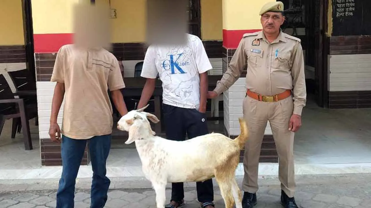 Kairana Goat Theft Case: मन्नामाजरा से दस दिन पूर्व चोरी बकरा बरामद, दो आरोपी दबोचे