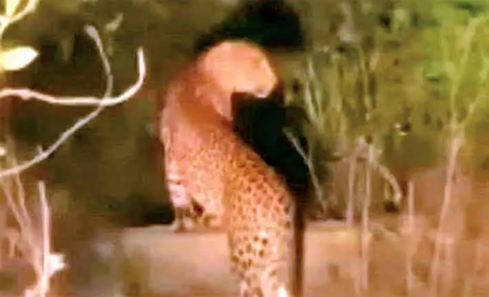 Leopard News: आबादी क्षेत्र में तेंदुआ दिखने से मचा हड़कंप, वीडियो तेजी से हो रहा वायरल