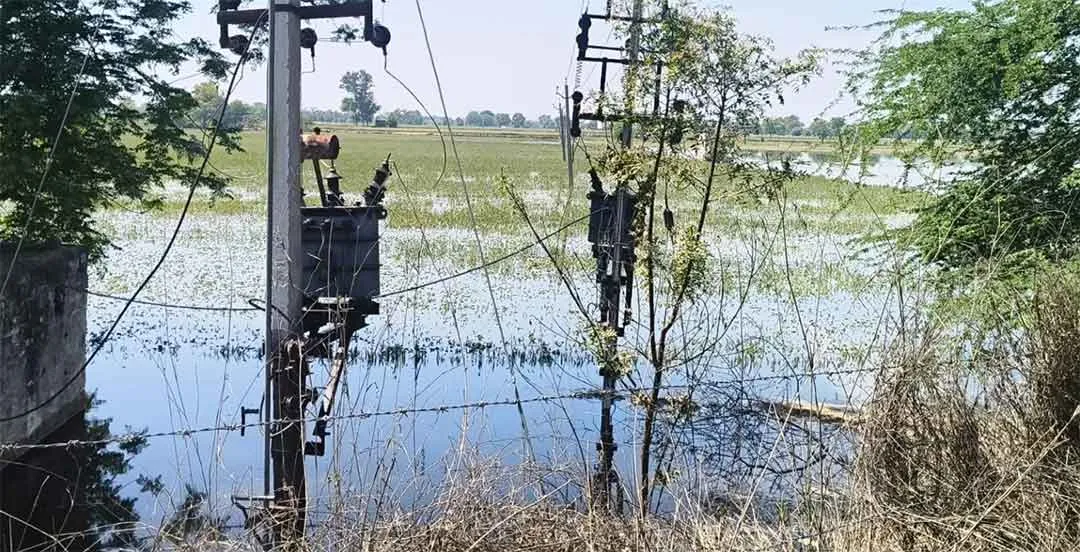 नसाडा नाला एक बार फिर बना आफत, 150 एकड़ फसल डूबी