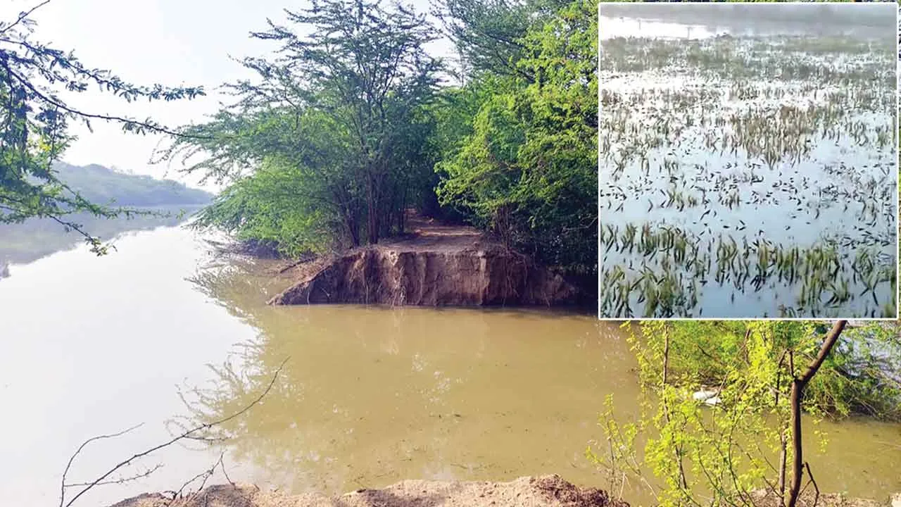 डूमवाली के पास लसाड़ा ड्रेन में 50 फुट दरार, सैकड़ों एकड़ गेहूं की फसल पानी में डूबी