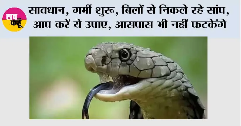 Snake News: सावधान, गर्मी शुरू, बिलों से निकले रहे सांप, आप करें ये उपाए, आसपास भी नहीं फटकेंगे