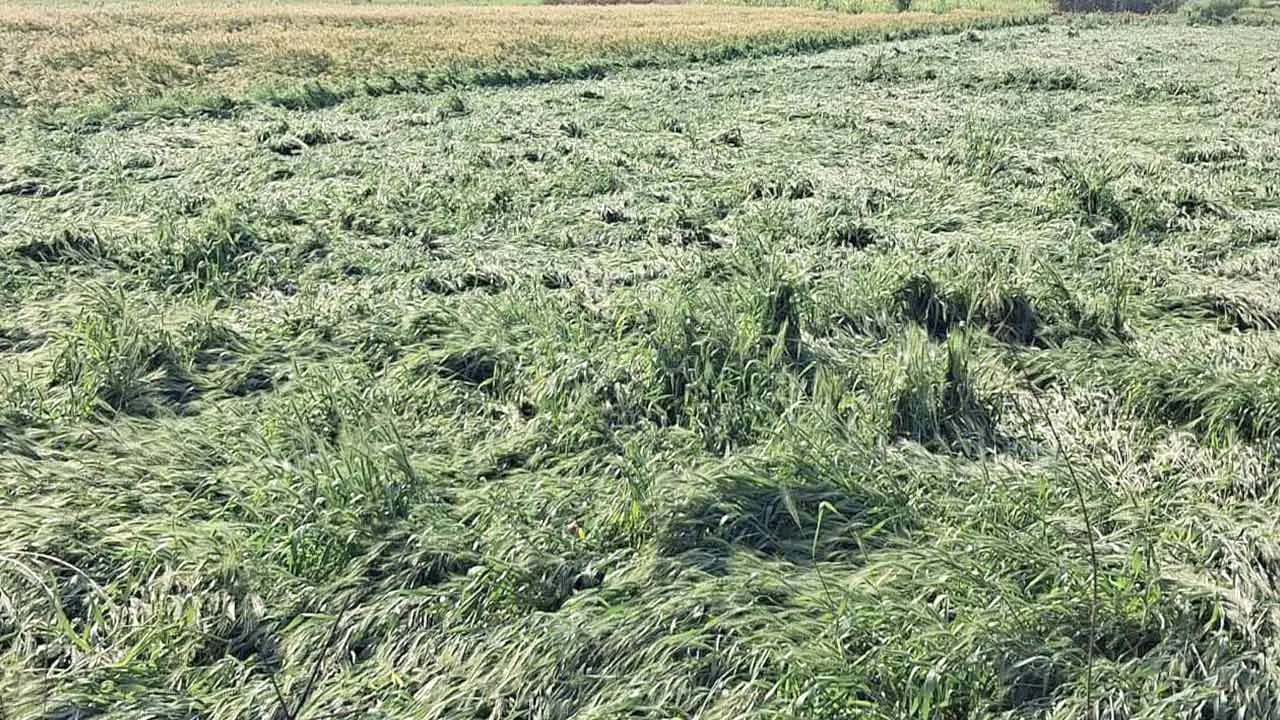 बेमौसम आंधी-बारिश से गेंहू व सरसों की फसल गिरी, पेड़ टूटे