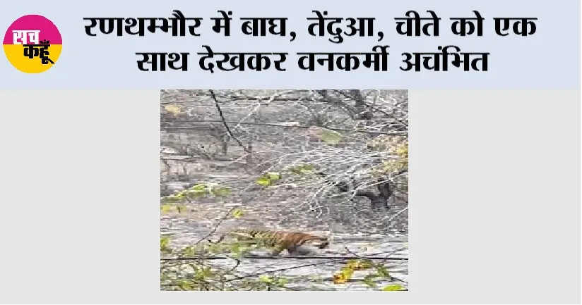 रणथम्भौर में बाघ, तेंदुआ, चीते को एक साथ देखकर वनकर्मी अचंभित
