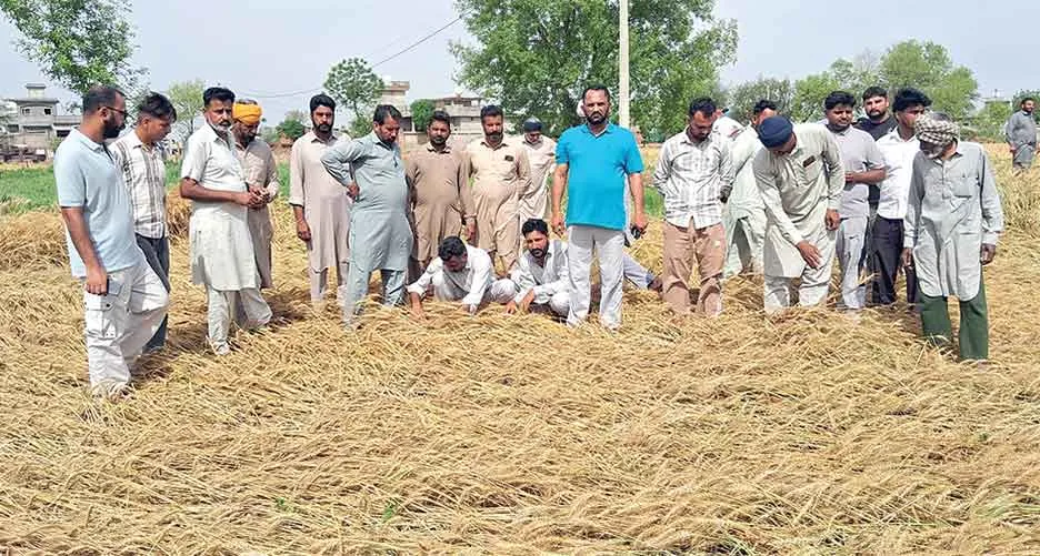 Farmers News: आफत के ओलों ने किसानों की फसलें की बर्बाद, गदराना के किसानों ने मांगा मुआवजा