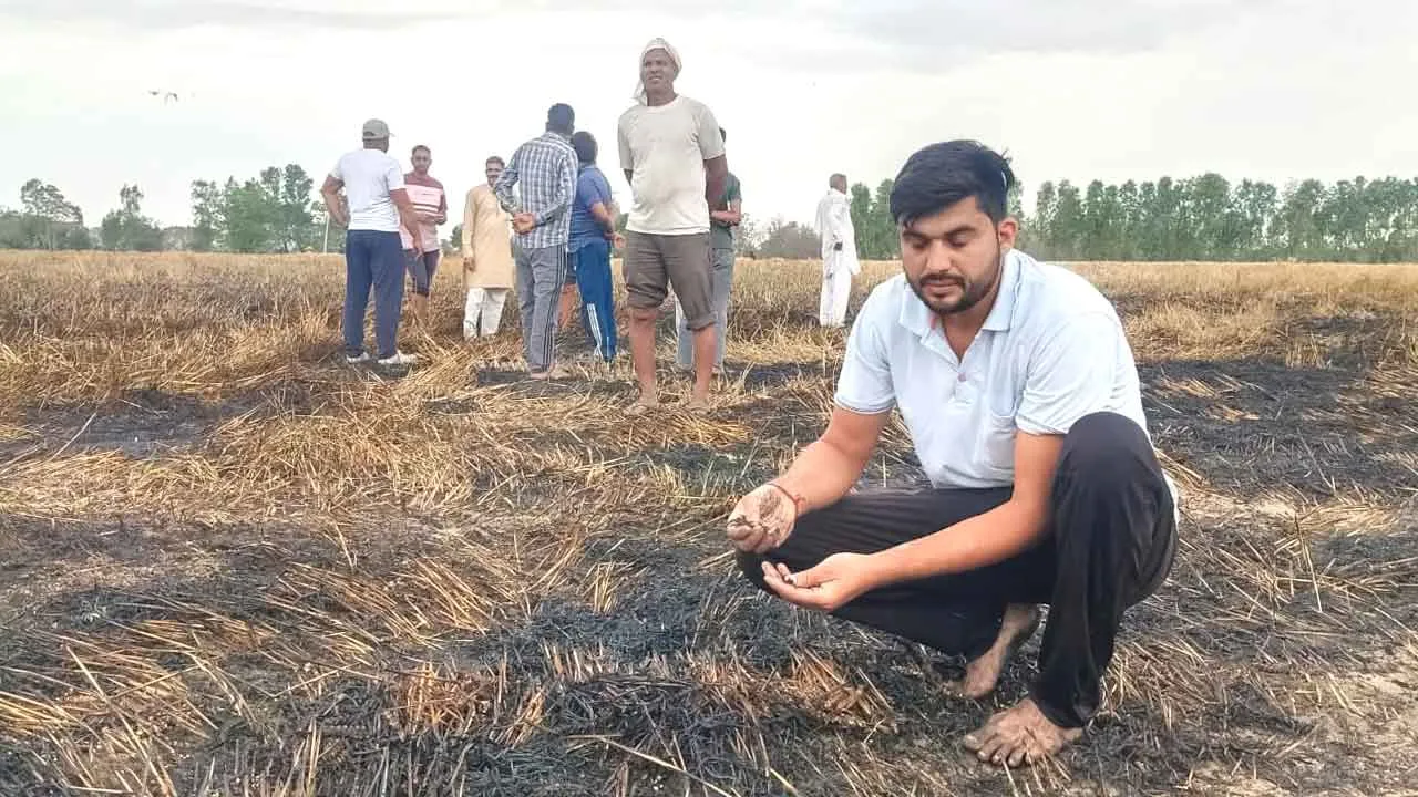 Wheat Crop Burned: आग लगने से तीन एकड़ गेहूं की फसल जली, किसानों व फायर ब्रिगेड ने पाया काबू