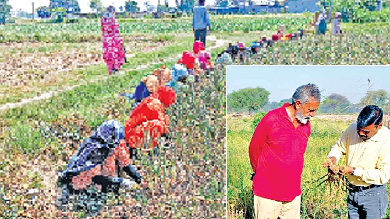 Lahsun ki Kheti: हरियाणा में किसानों का लहसुन की खेती की ओर बढ़ा रूझान, मेरी फसल मेरा ब्योरा पोर्टल पर बढ़ा क्षेत्रफल 