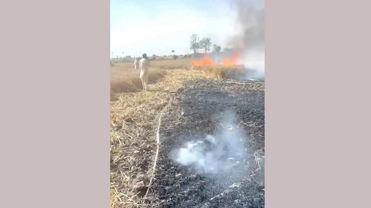 Wheat Crop Fire: खड़ी फसल में लगी अचानक आग, ग्रामीणों ने पाया काबू