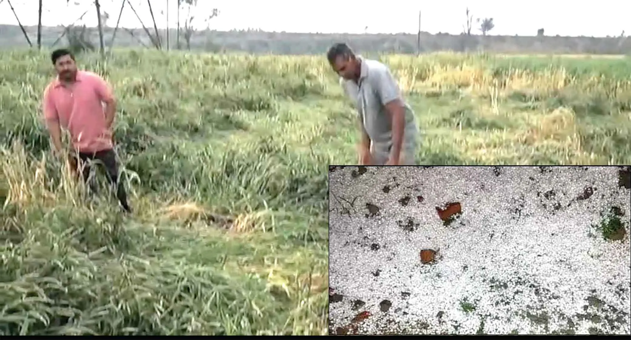 Punjab Weather News: मौसम विभाग के रेड अलर्ट के बीच पंजाब में भारी ओलावृष्टि, किसान चिंतित