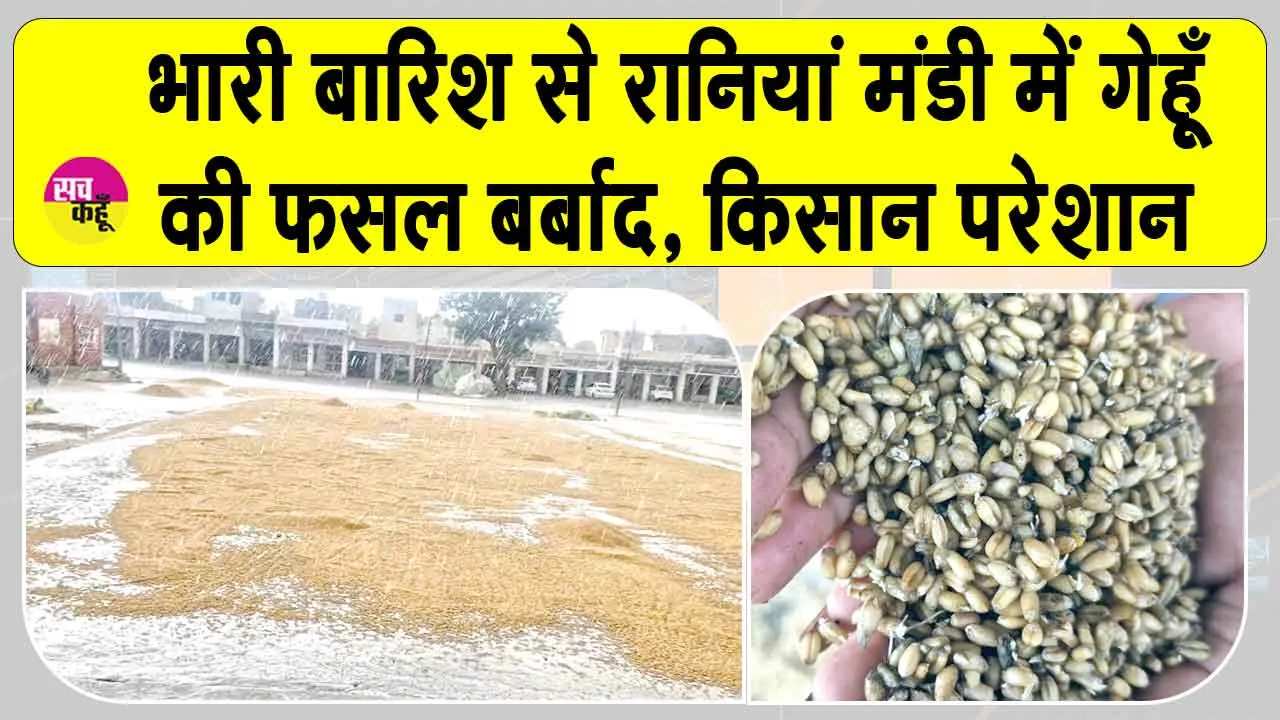 Sirsa Rains: रानियां मंडी हुई पानी-पानी! बारिश से 60-70 प्रतिशत तक फसल बर्बाद, खरीद ठप