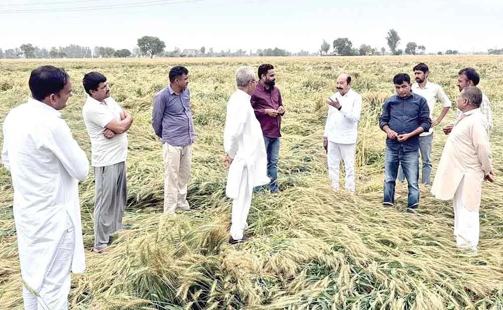Sirsa Rains: बारिश ने की किसानों की सरसों व गेहूं की फसल बर्बाद