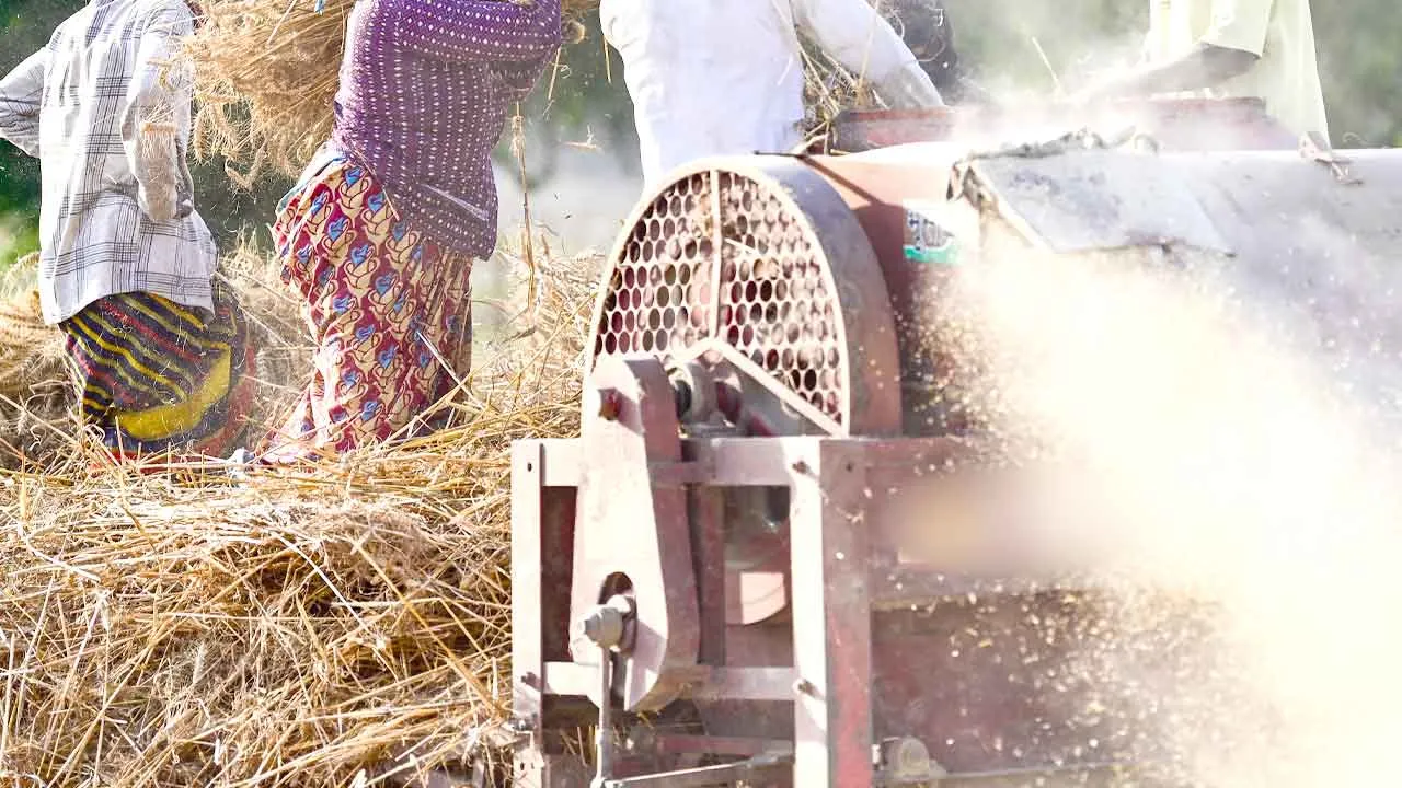 खेत में गेहूं निकालते समय थ्रैशर की चपेट में आने से किसान की मौत
