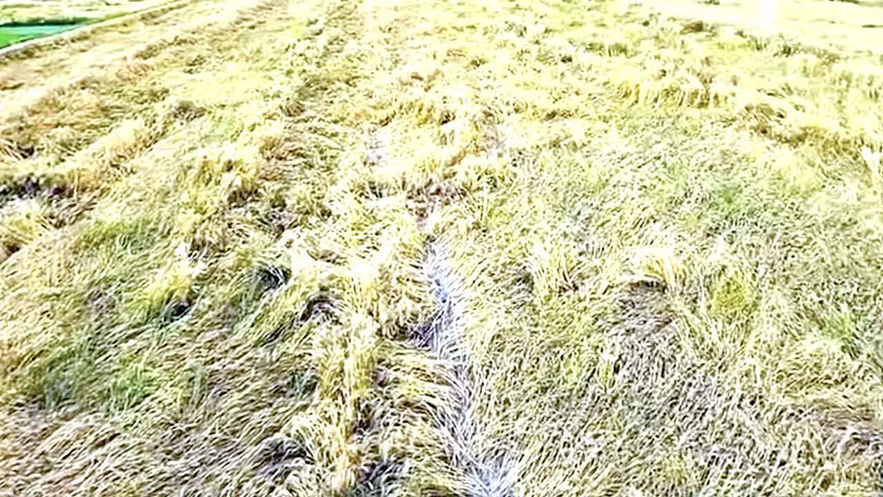 कुदरती कहर: संगरूर में बारिश और ओलावृष्टि से गेहूं की फसल तबाह