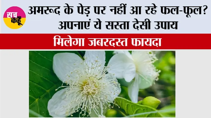 Guava Grow Guide: अमरूद के पेड़ पर नहीं आ रहे फल-फूल? अपनाएं ये सस्ता देसी उपाय, मिलेगा जबरदस्त फायदा
