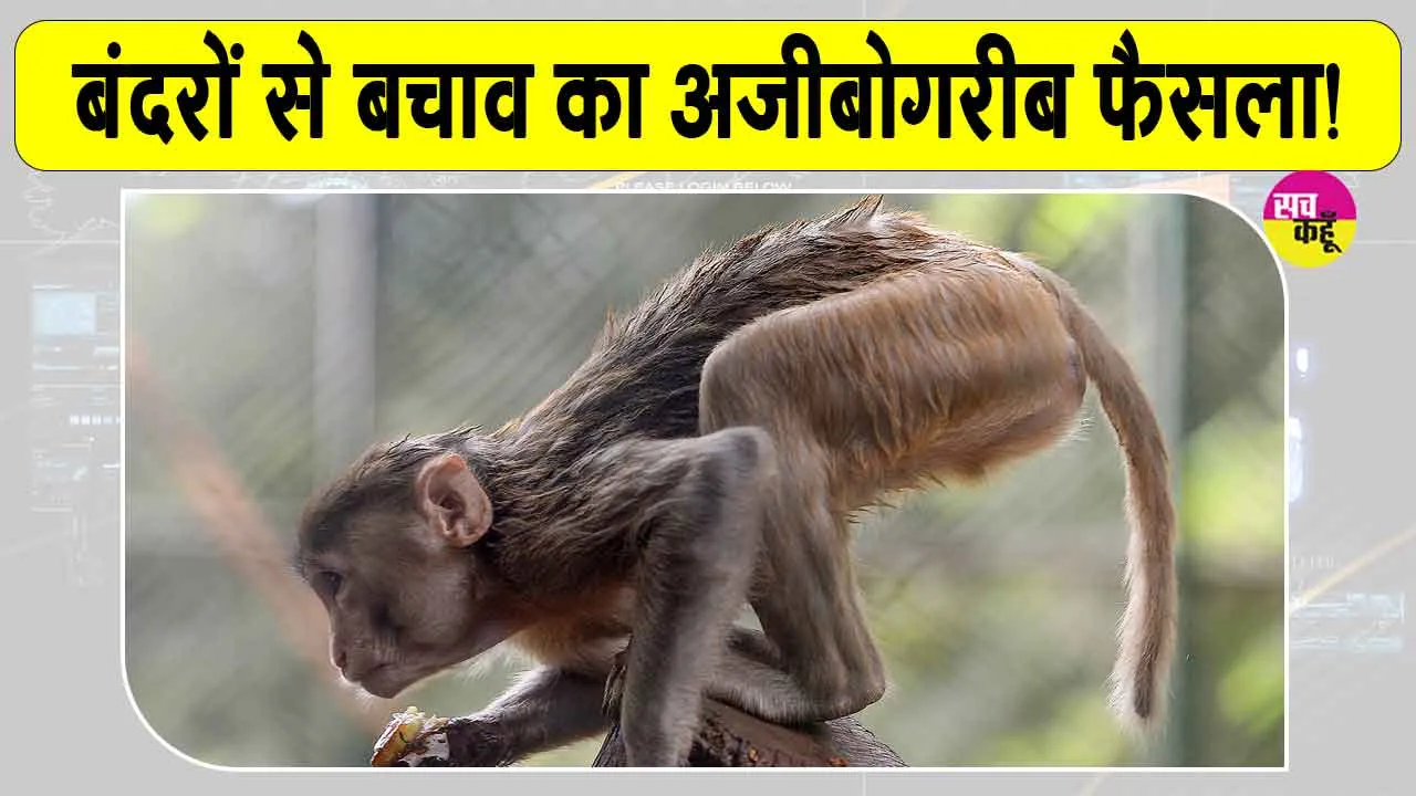 बंदरों के आतंक से निपटने को एक दिन के सार्वजनिक अवकाश की घोषणा