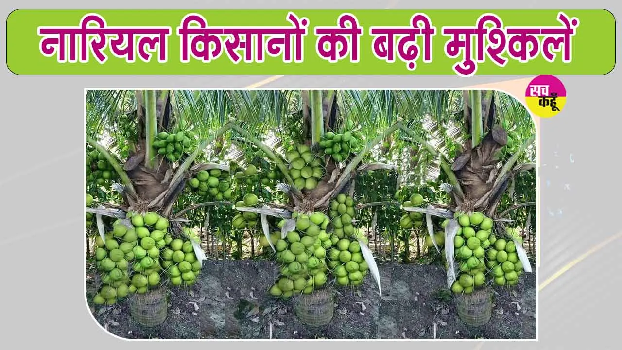 Agriculture News: नारियल किसानों पर मंडराया संकट, मजदूरों की कमी से खेती की लागत बढ़ी