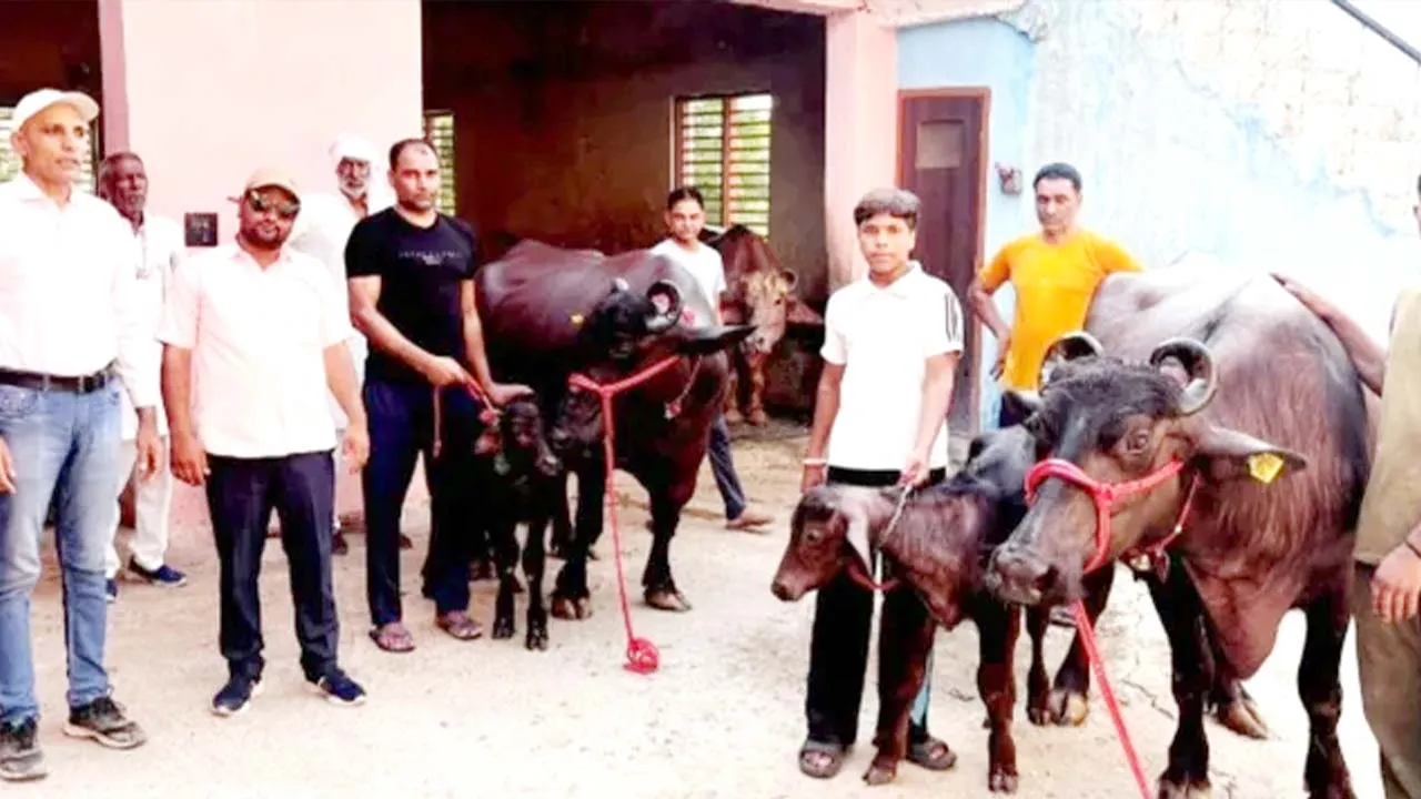 पशुपालन विभाग की दुग्ध प्रतियोगिता में हर्ष नागर की मुर्रा भैंसों ने मारी बाजी, मिलेगा 40 हजार रुपये का पुरस्कार