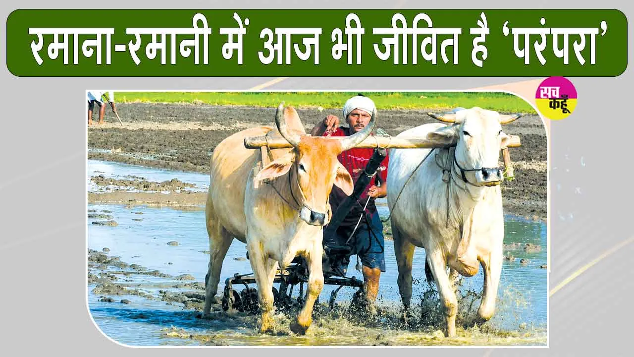 Farming with Bullocks: हरियाणा के पूंडरी के किसान शीशपाल बैलों से खेती कर बचा रहे परंपरा