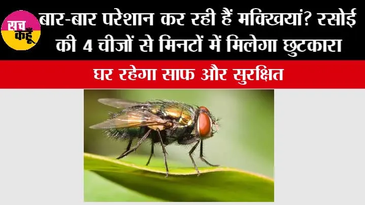 How To Get Rid Of Flies Naturally: बार-बार परेशान कर रही हैं मक्खियां? रसोई की 4 चीजों से मिनटों में मिलेगा छुटकारा, घर रहेगा साफ और सुरक्षित