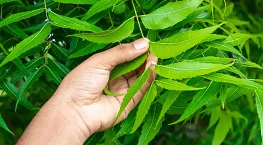 Medicinal Plants: इन पौधों का हो घर में सहारा, त्वचा और पेट संबंधी रोगों से मिलेगा छुटकारा