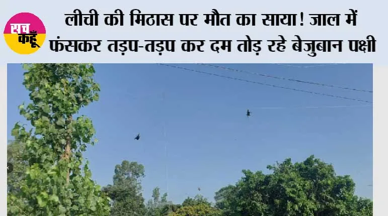 लीची की मिठास पर मौत का साया! जाल में फंसकर तड़प-तड़प कर दम तोड़ रहे बेजुबान पक्षी