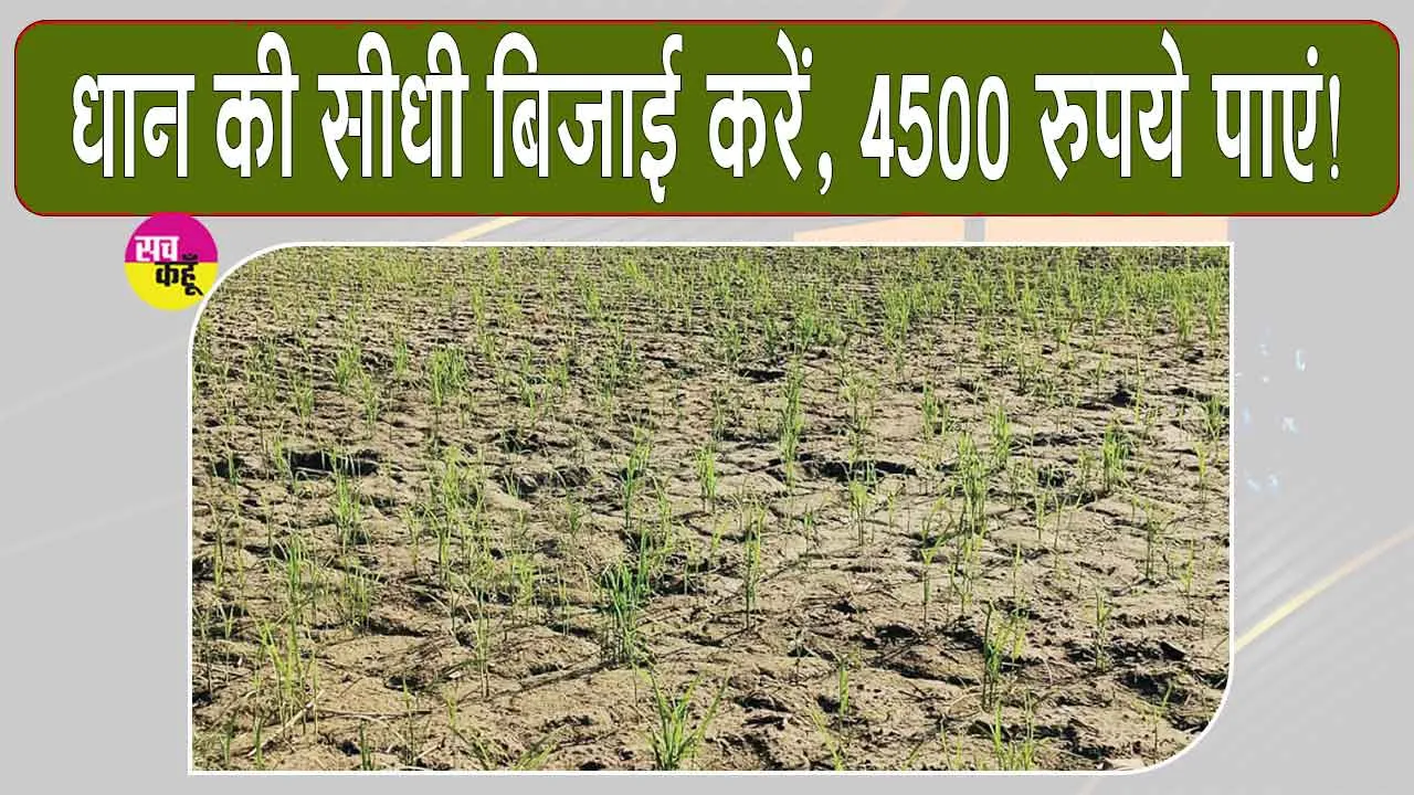 Paddy Seeding: धान की सीधी बिजाई करने वाले किसानों को मिलेगा 4500 रुपये प्रति एकड़ अनुदान