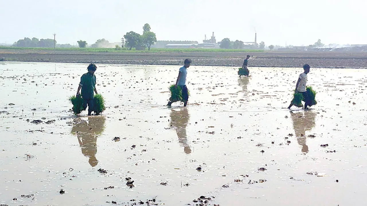 Paddy Transplantation