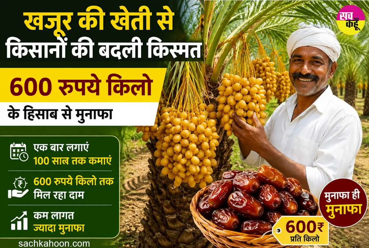 Date Palm Farming: धर्मपुरी के किसानों ने रचा नया कृषि मॉडल, 100 साल तक फल देने वाली इस फल की खेती की शुरू