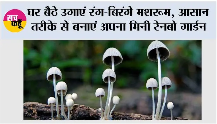 Rainbow Mushrooms Growing Tips: घर बैठे उगाएं रंग-बिरंगे मशरूम, आसान तरीके से बनाएं अपना मिनी रेनबो गार्डन