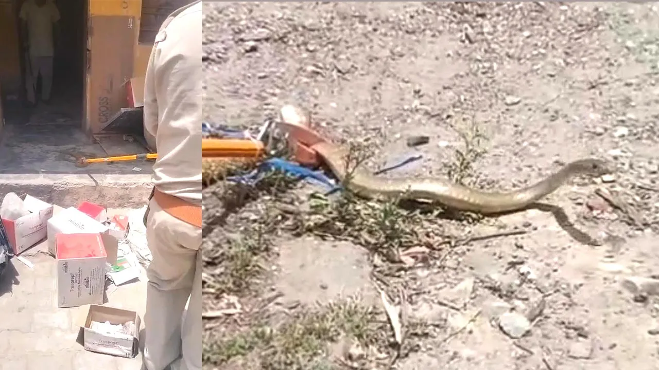 Snake News: सीएचसी के टीबी जांच केंद्र में निकला सांप, हड़कंप