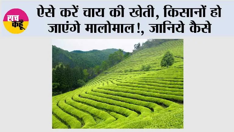 Tea Farming: ऐसे करें चाय की खेती, किसानों हो जाएंगे मालोमाल!, जानिये कैसे