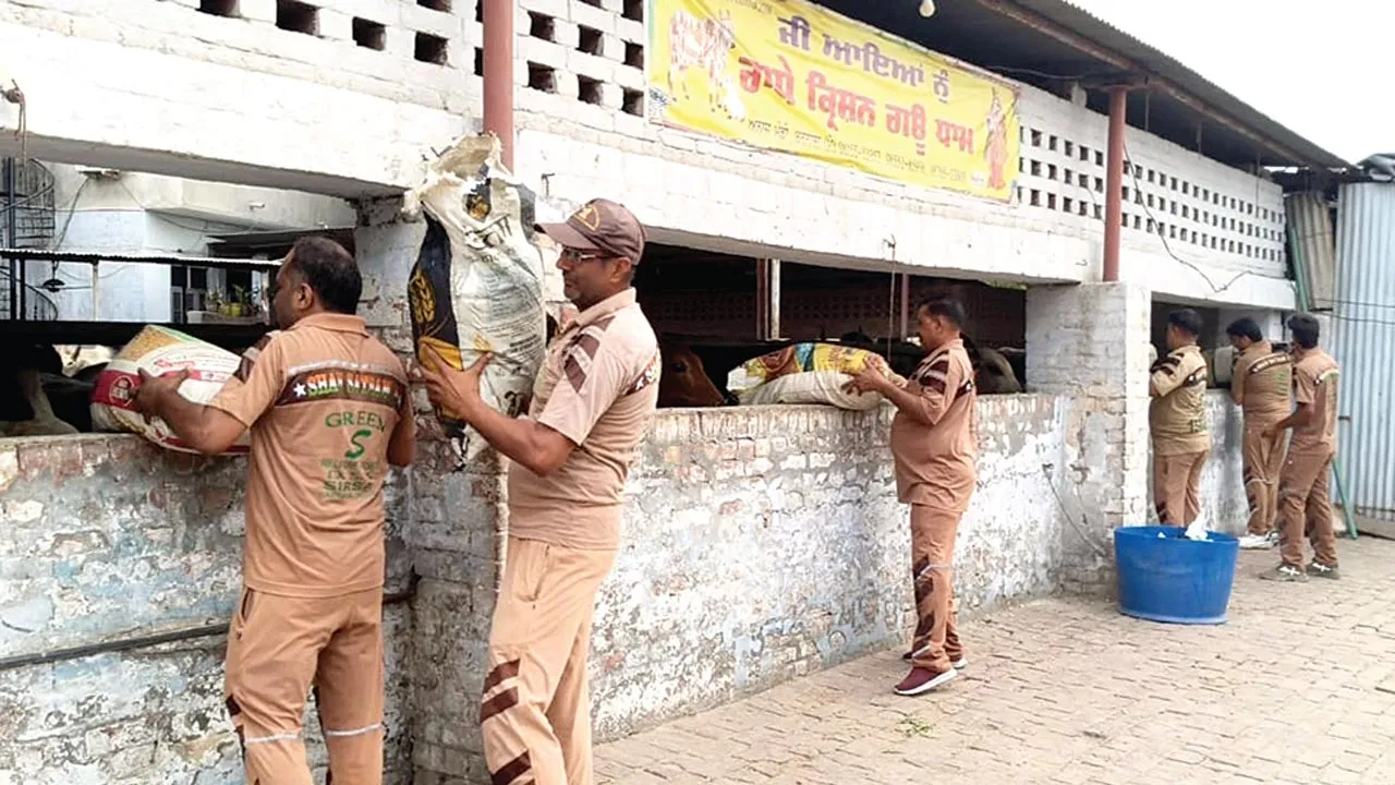 बरनाला में सुरेन्द्र कुमार इन्सां ने अपने जन्मदिन पर गायों को खिलाया 15 क्विंटल हरा चारा