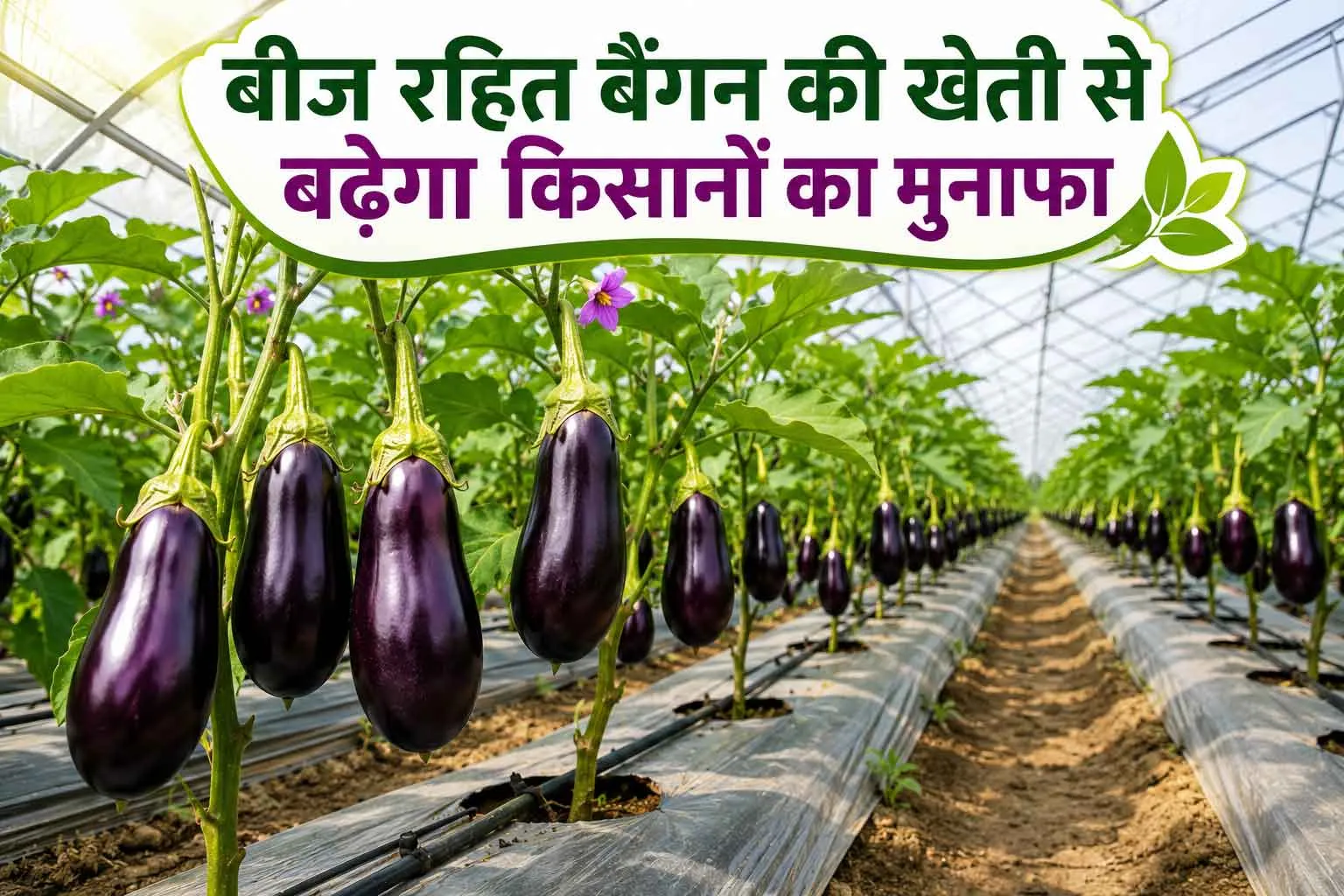 Agricultural News: जानें, बीज रहित बैंगन की खेती कैसे करें, किसानों को मिलेगा अधिक लाभ