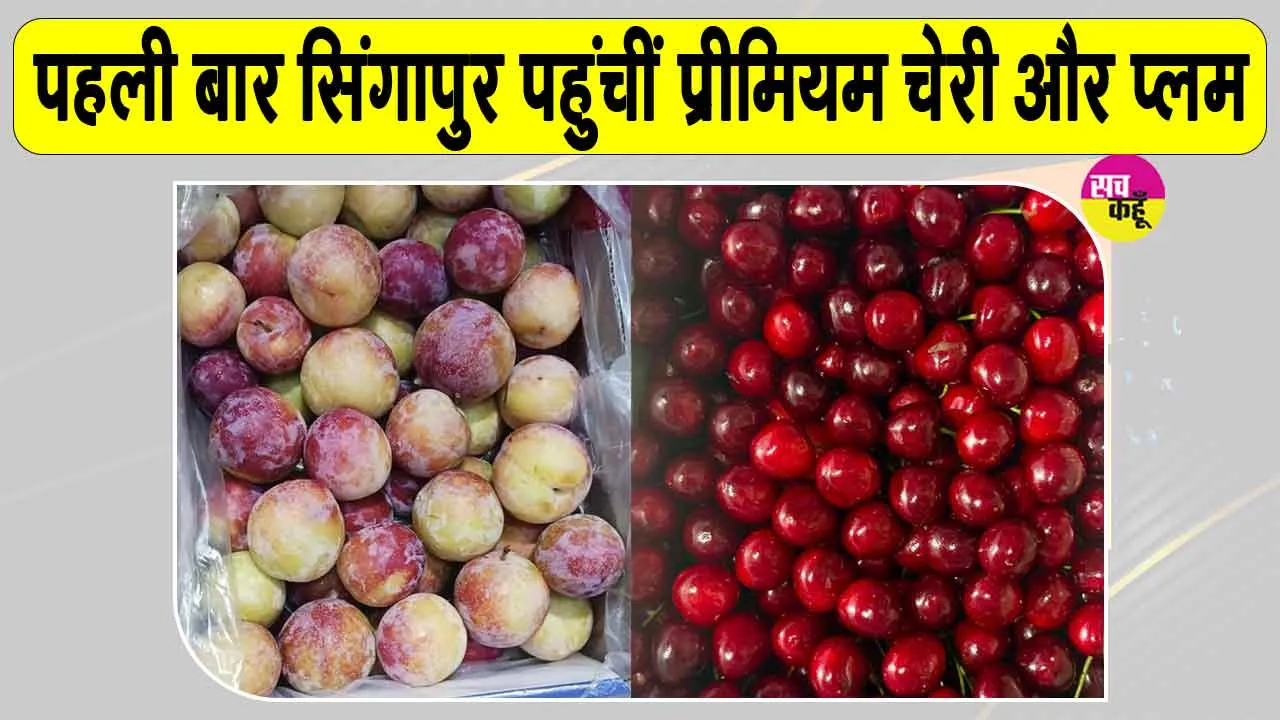 Horticulture News: अब किसानों की बढ़ेगी आय, शोपियां-पुलवामा से पहली बार सिंगापुर पहुंचीं प्रीमियम चेरी और प्लम 