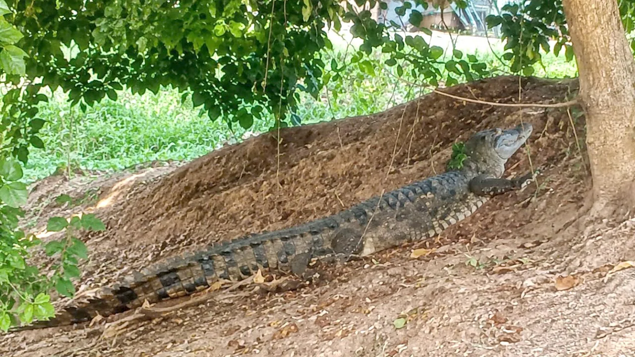 Crocodile