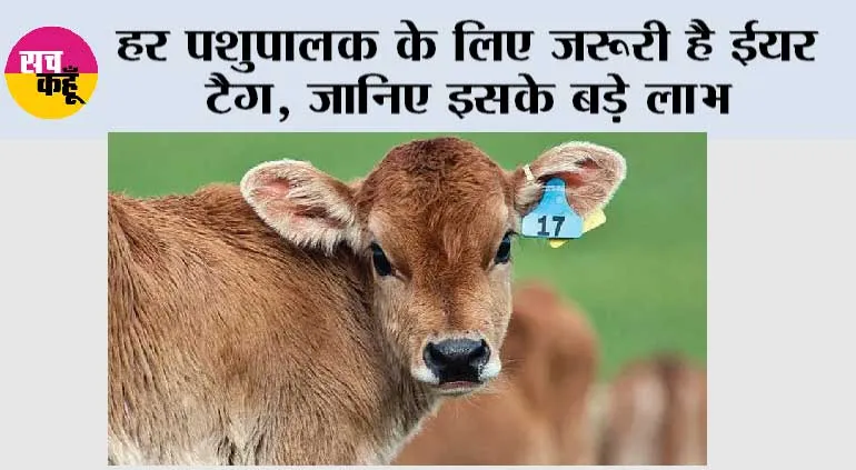 हर पशुपालक के लिए जरूरी है ईयर टैग, जानिए इसके बड़े लाभ