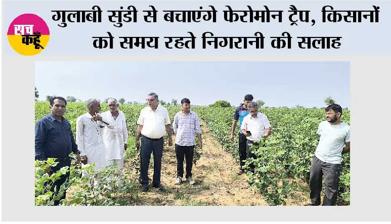गुलाबी सुंडी से बचाएंगे फेरोमोन ट्रैप, किसानों को समय रहते निगरानी की सलाह